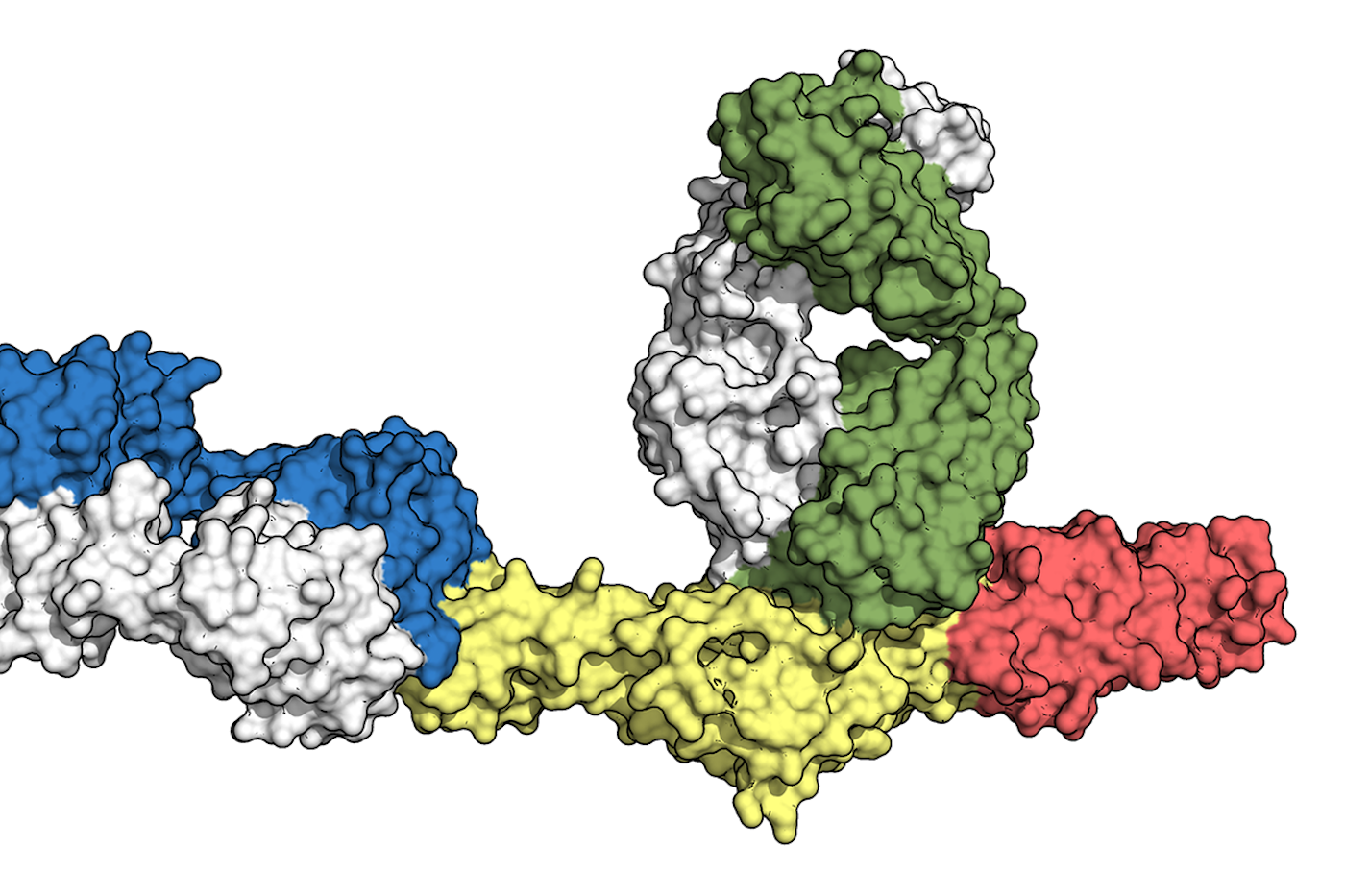 3D atomic map, or structure, of the Gc protein bound to two antibodies 