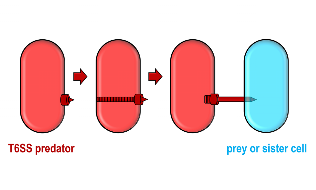 illustration of Psuedomonas bacteria using a 'harpoon' to infect surrounding nearby bacteria 
