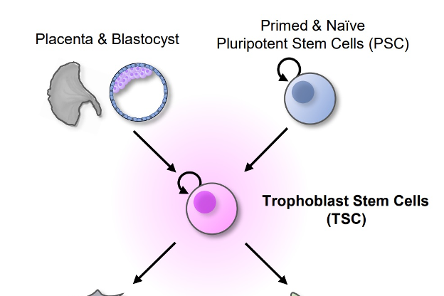 Trophoblast Lineage Development and Cell Fate Conversion