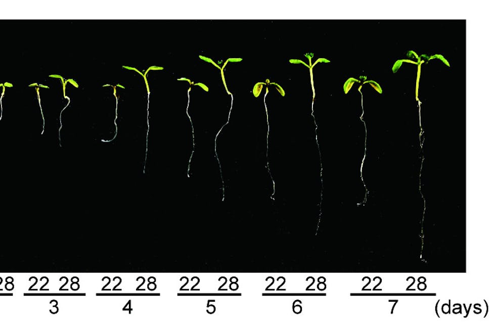Image of seedlings at 2-7 days of growth