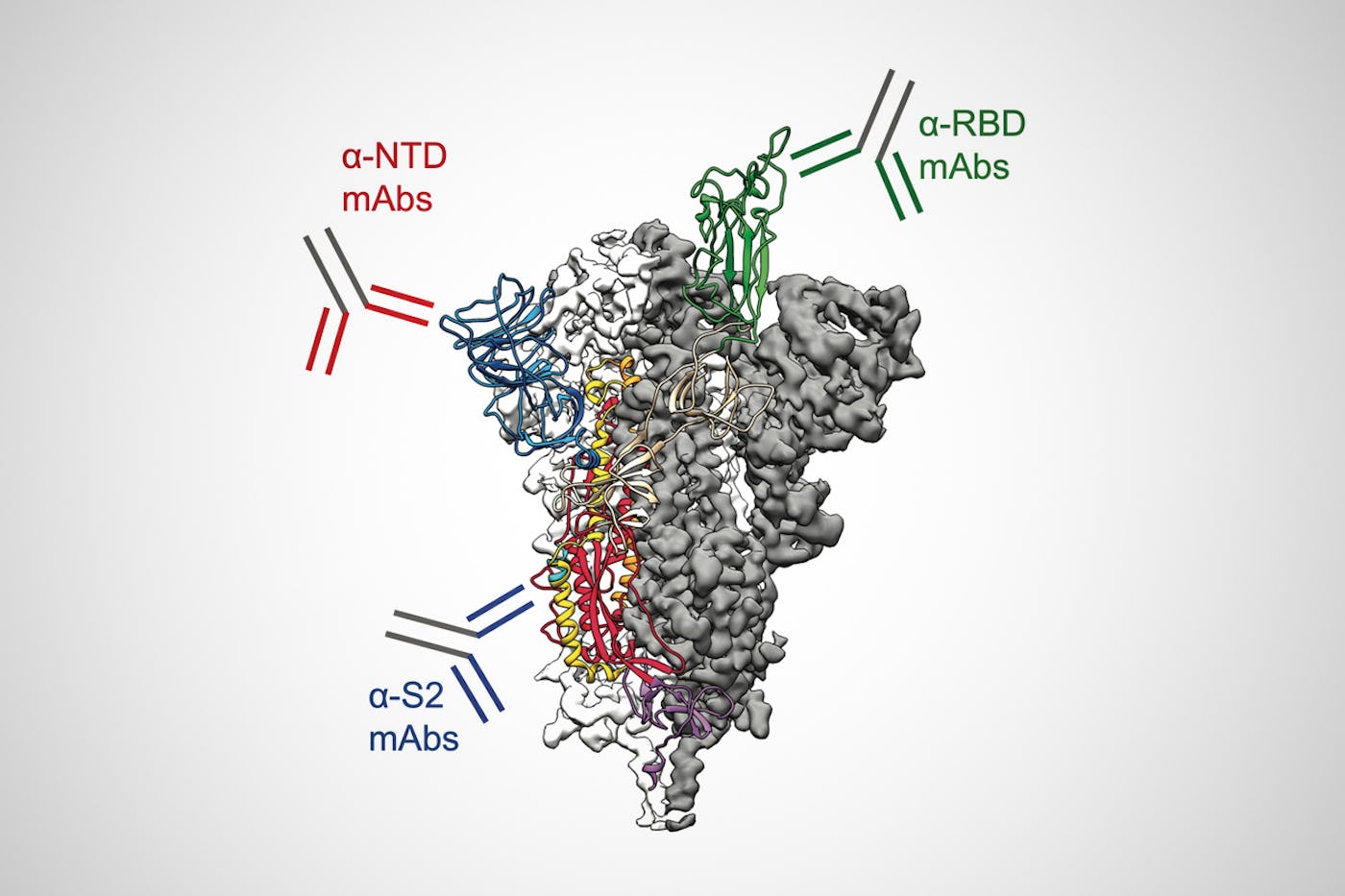 Image of a SARS-CoV-2 spike protein 