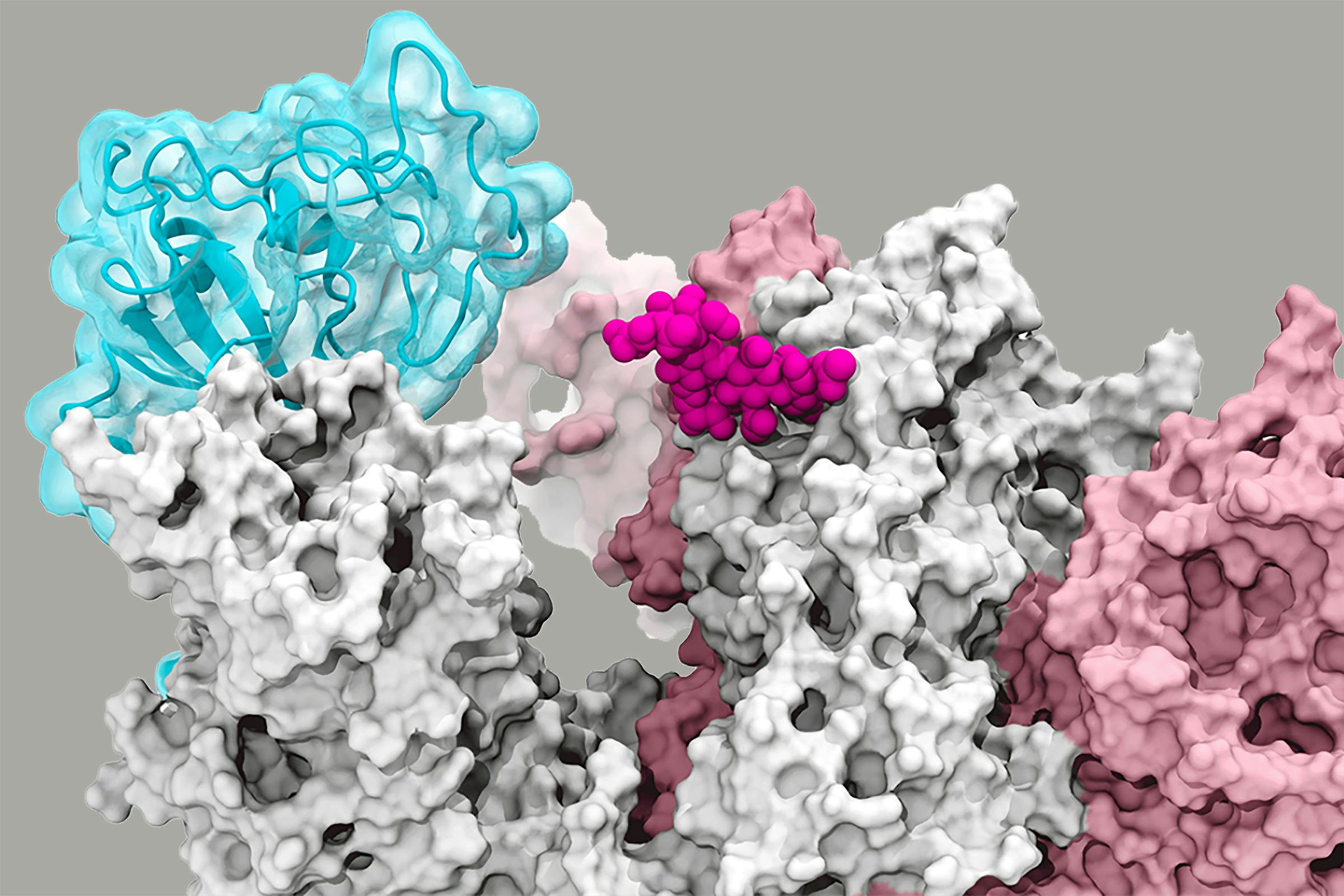 Simulation Reveals How a SARS-CoV-2 Allow COVID Infection