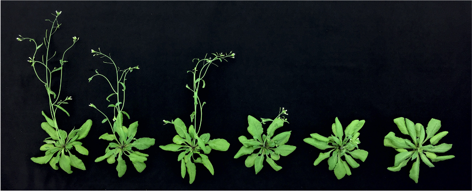 Developmental transitions in Arabidopsis