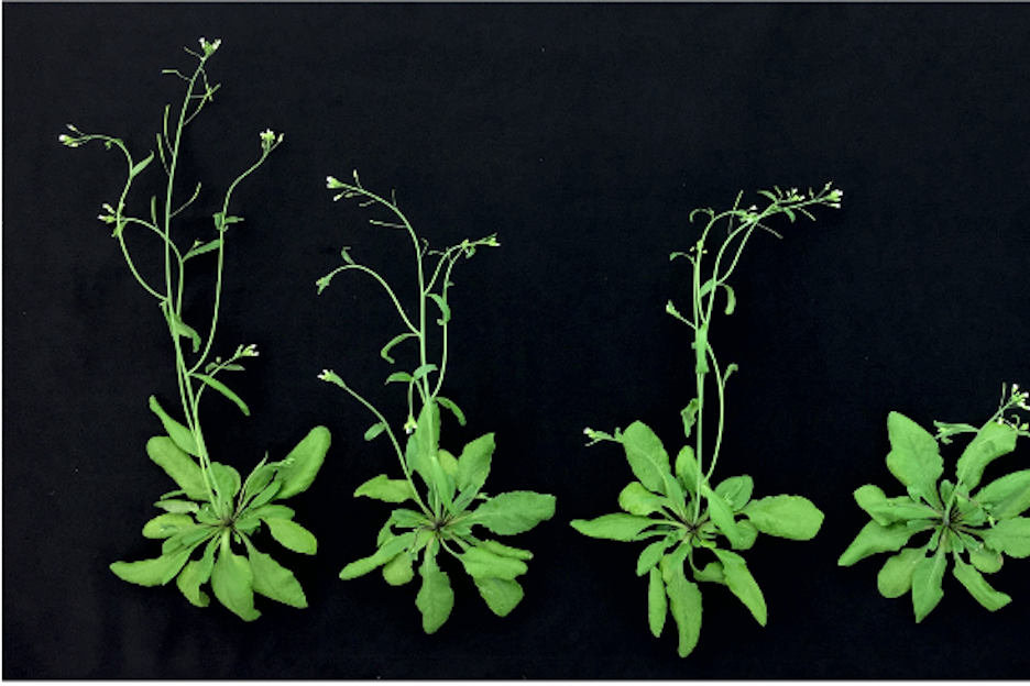Developmental transitions in Arabidopsis