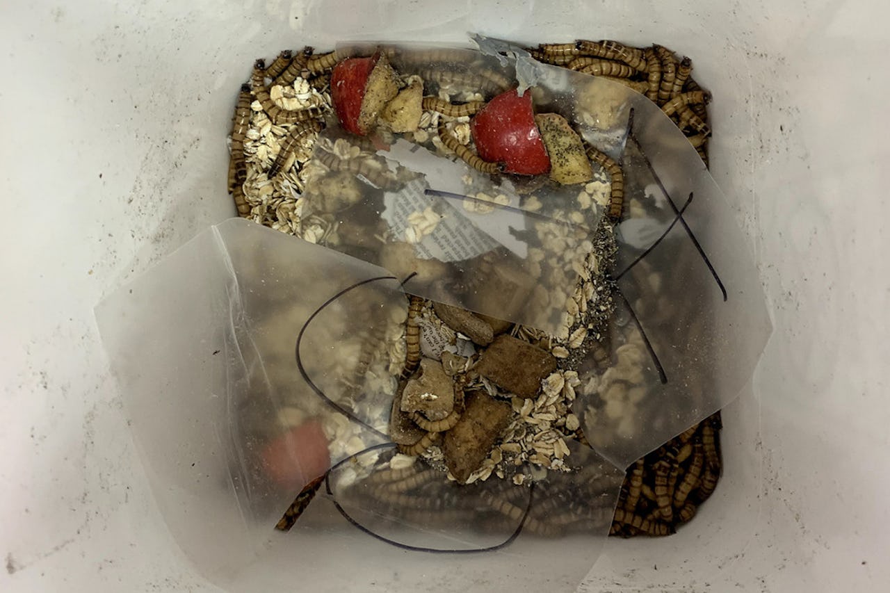 Interior of a bin with polyethylene and mealworms. Photo courtesy of Emily Samson.