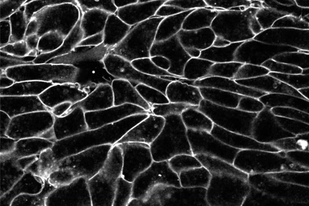 image of moving frog cells