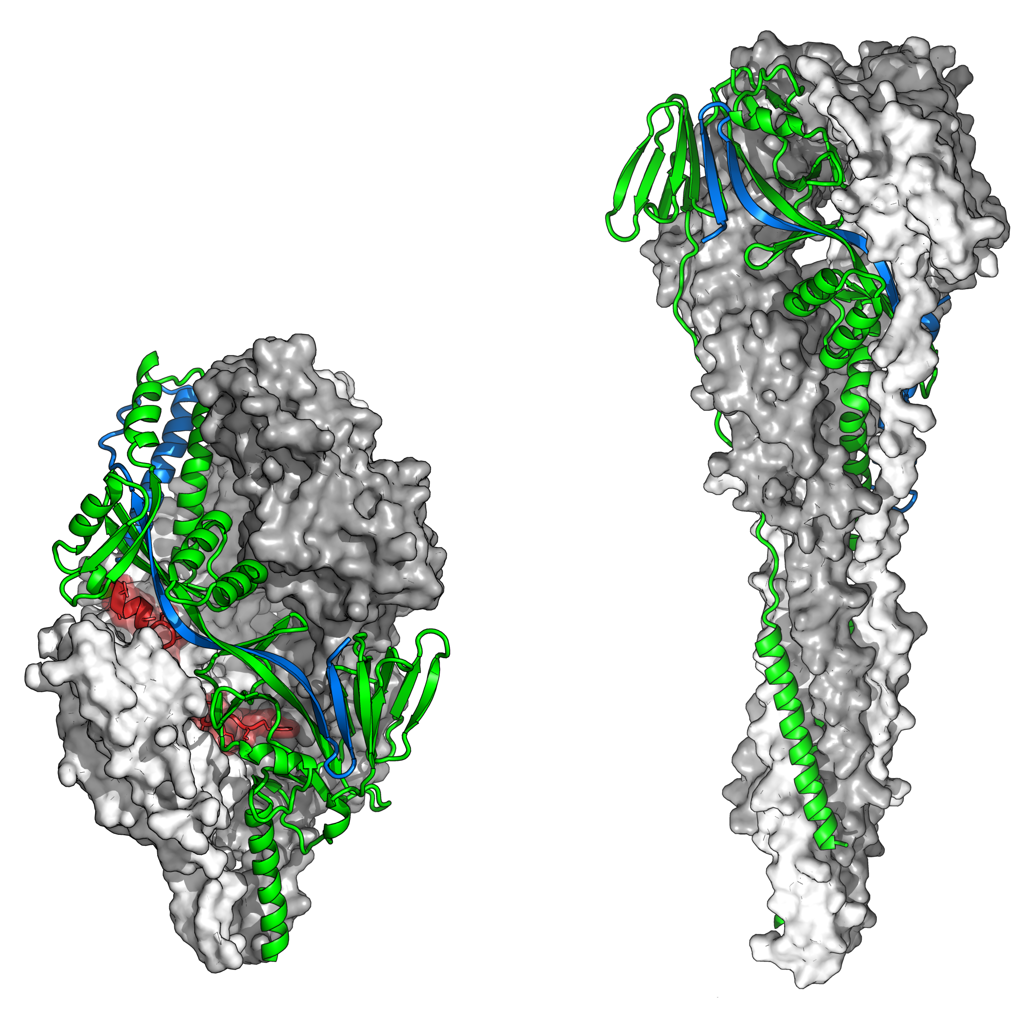 Illustrations of the f protein from respiratory syncitial virus in prefusion and postfusion shapes