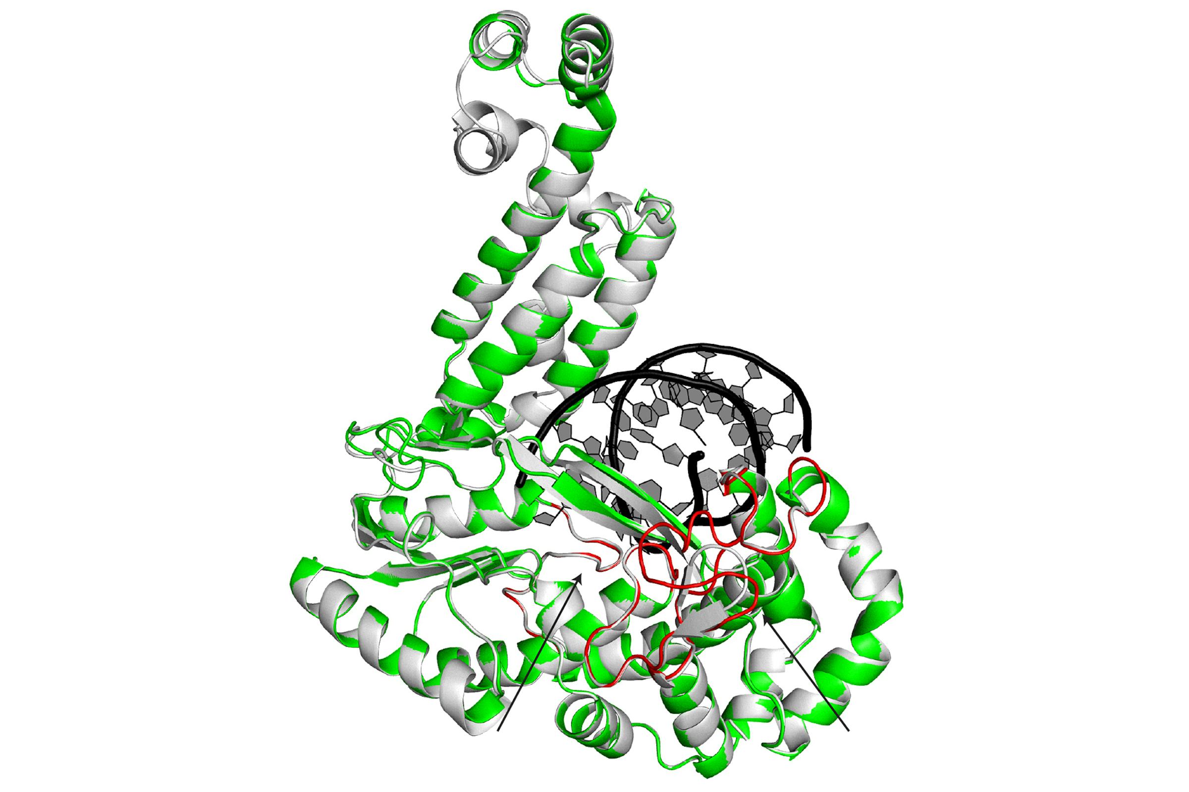 This image is a superposition of two enzymes: G2L4 and GsI-IIC RT.