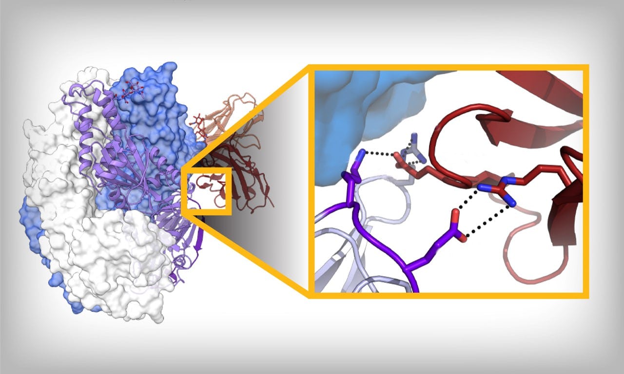 Graphic showing how antibodies attack viral proteins