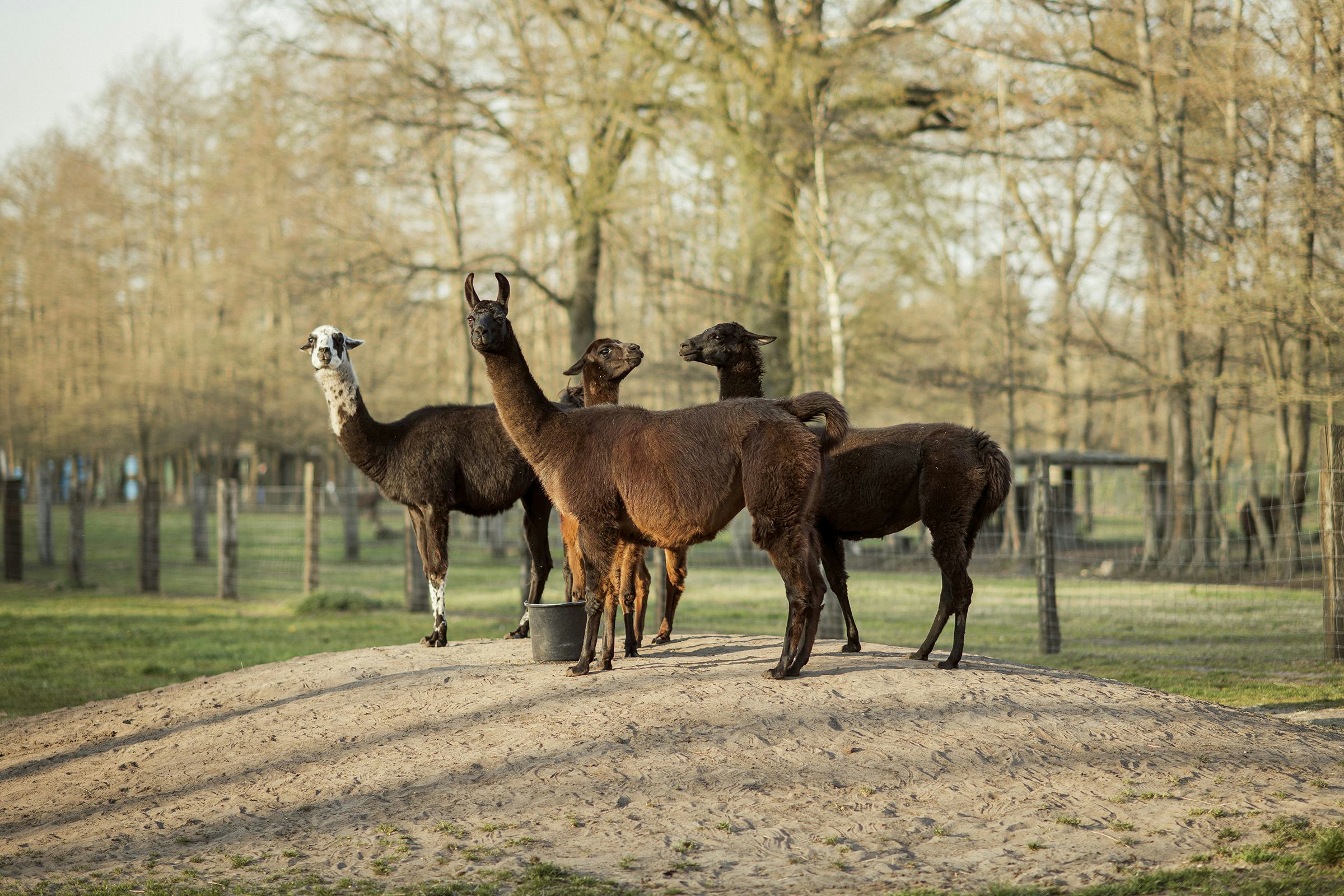 Several llamas standing in a field