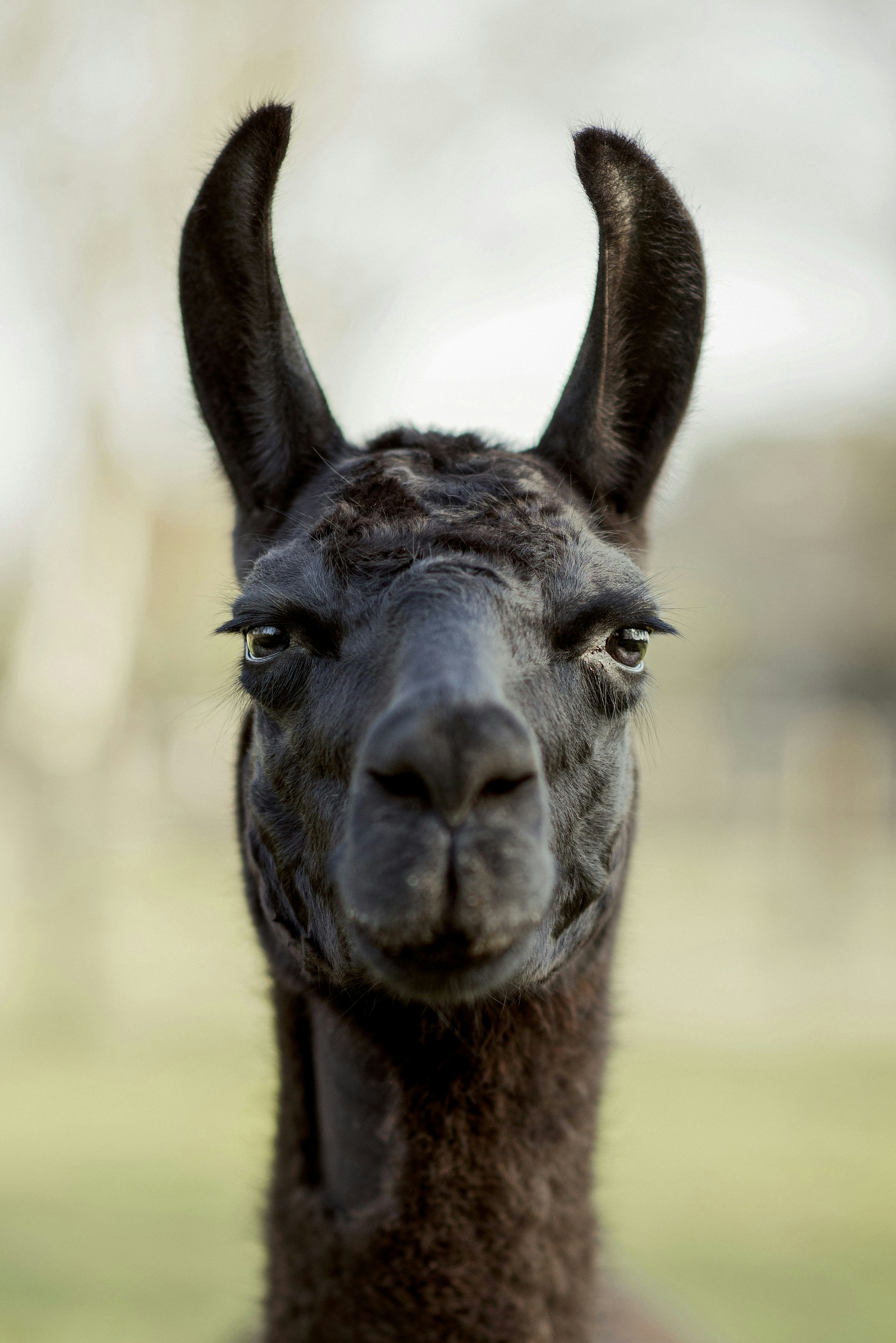 Close-up of a llama's face
