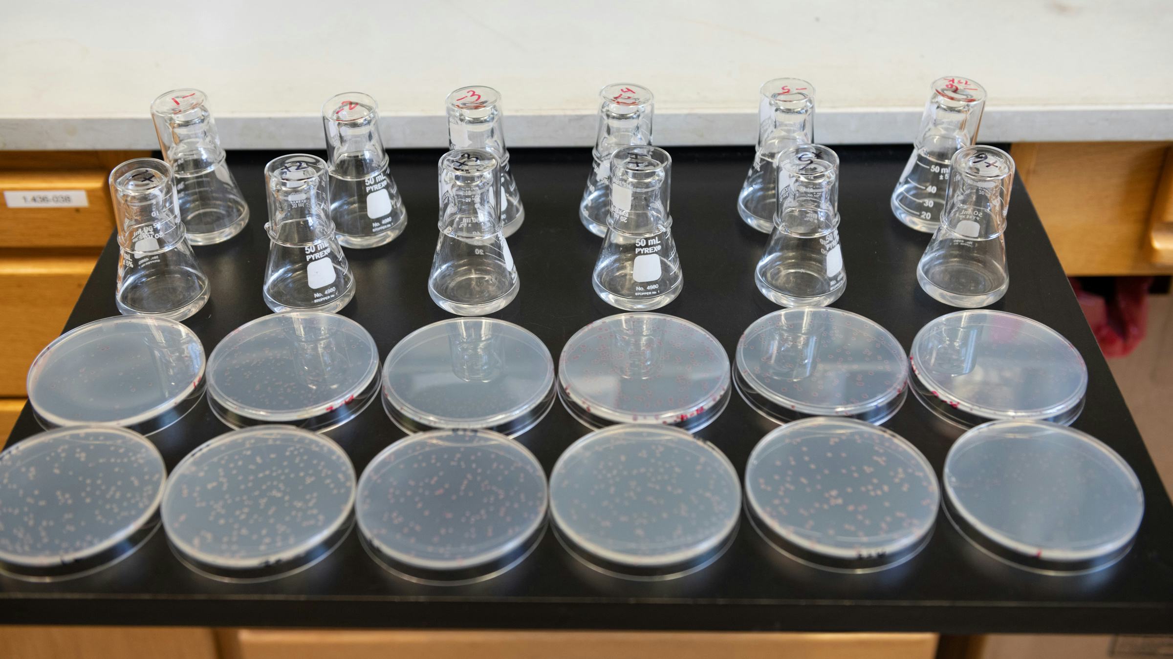 12 flasks and 12 petri dishes contain the latest generations of bacteria in the Long-Term Evolution Experiment