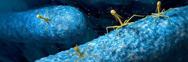 Phage virus attacking and infecting a bacteria