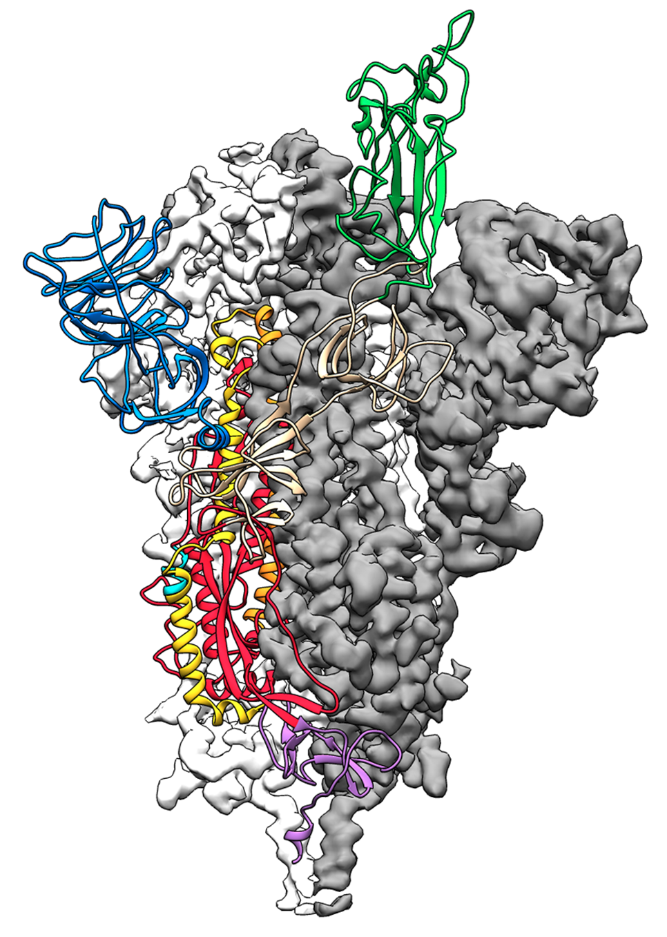 This molecular structure of the SARS-CoV-2 spike protein looks like a mushroom-shaped tangle of colored ribbons